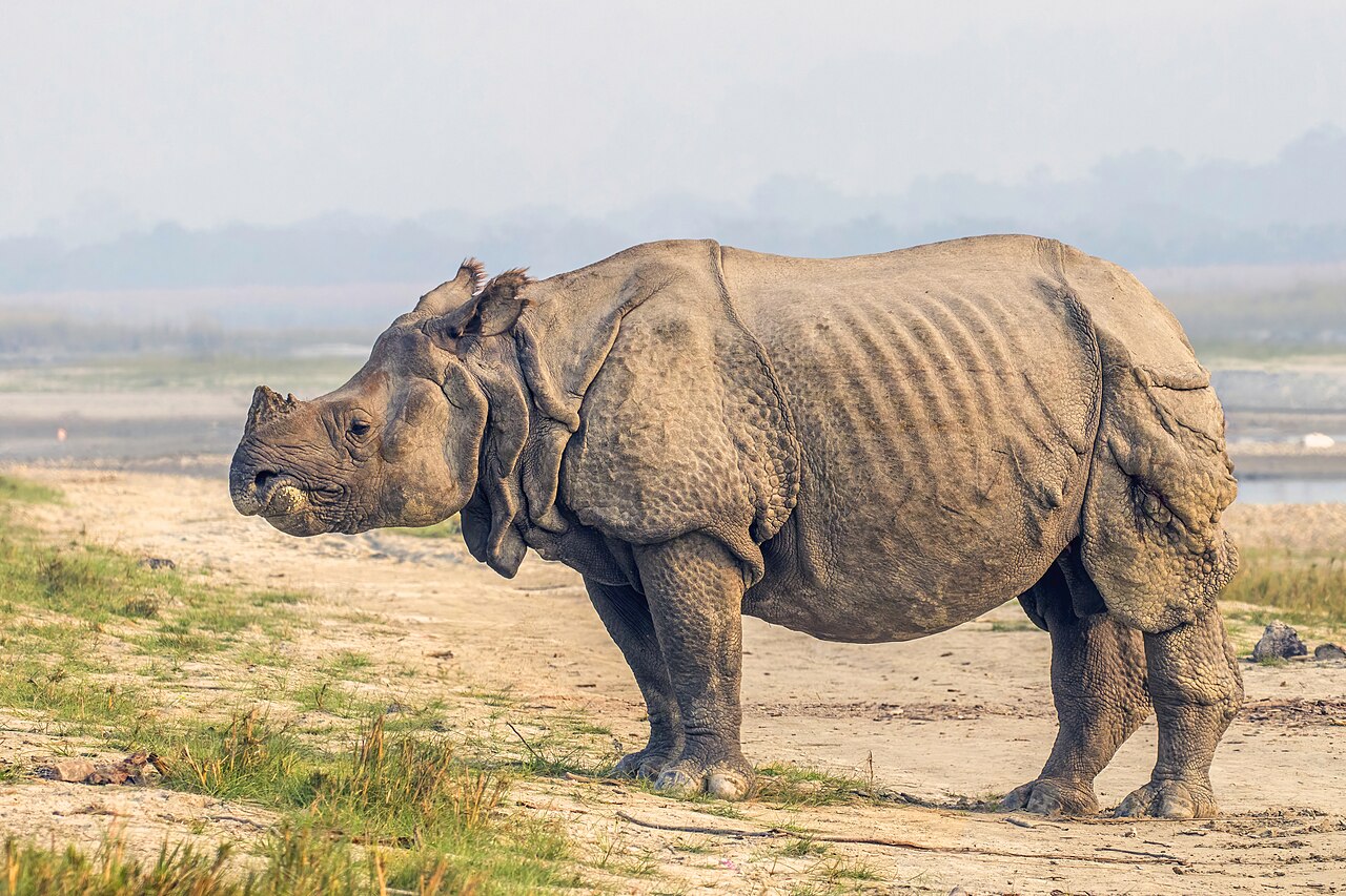 A greater one-horned rhinoceros