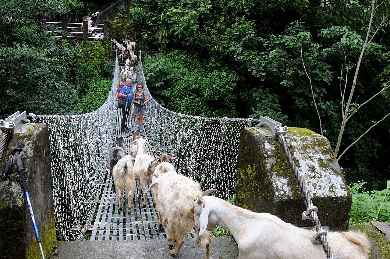Goats crossing a suspension bridge near Landruk
