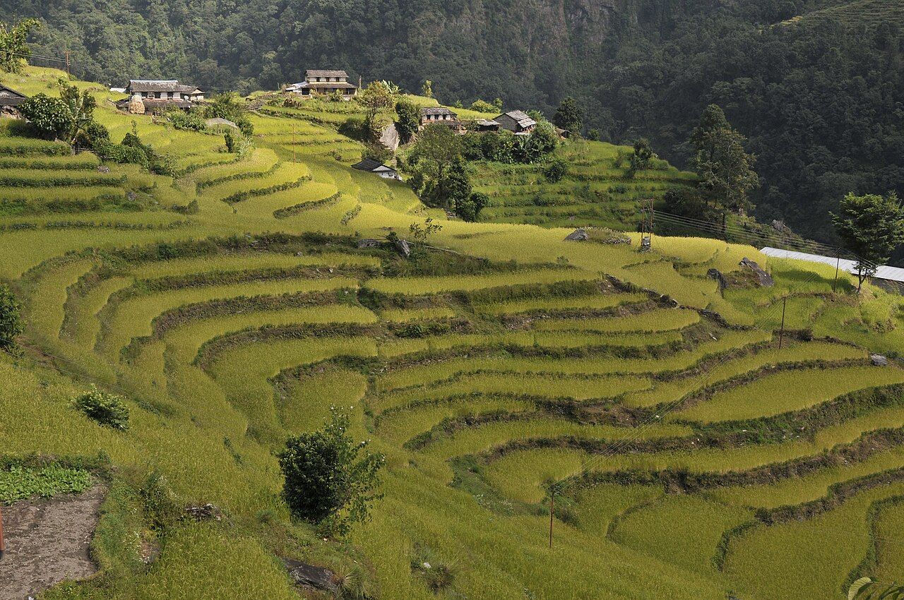 Terraced fields at Ghandruk